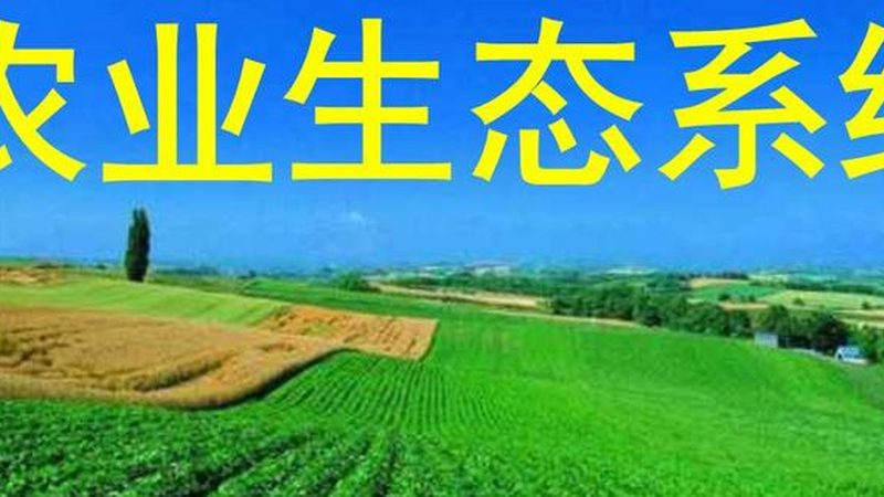有机粮食种植国家标准：守护绿色餐桌的基石