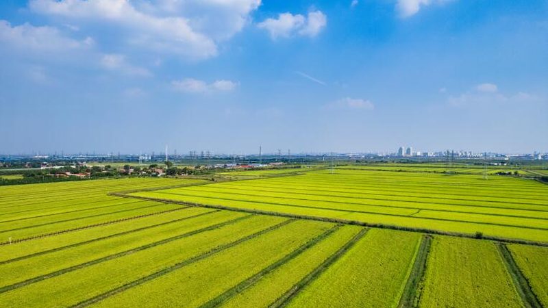 精准计算，科学种植：种植地块面积计算方法解析**