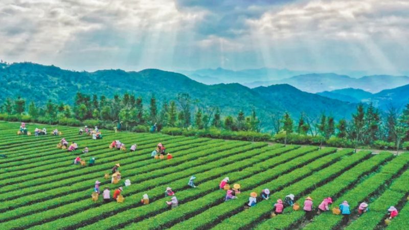 粮食种植定制方案：标准与实施要点