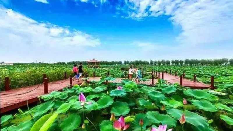 有机农业种植公司怎么挑，先看这五个硬指标