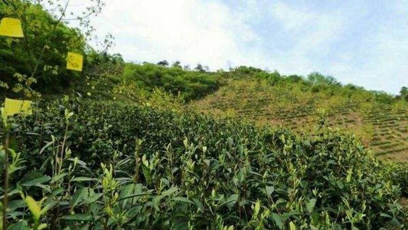 农产品代加工行业的规范与挑战
