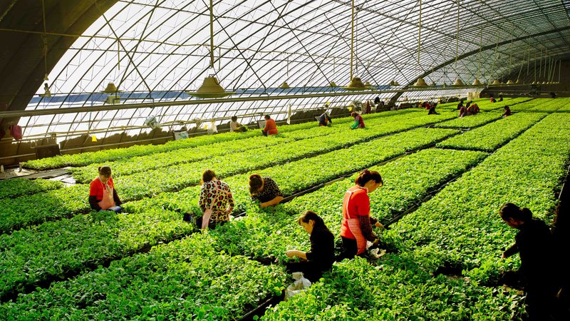 农产品批发市场投资回报：关键因素与策略解析