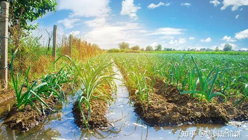 农业产业园环保监管：合规之路，绿色先行**