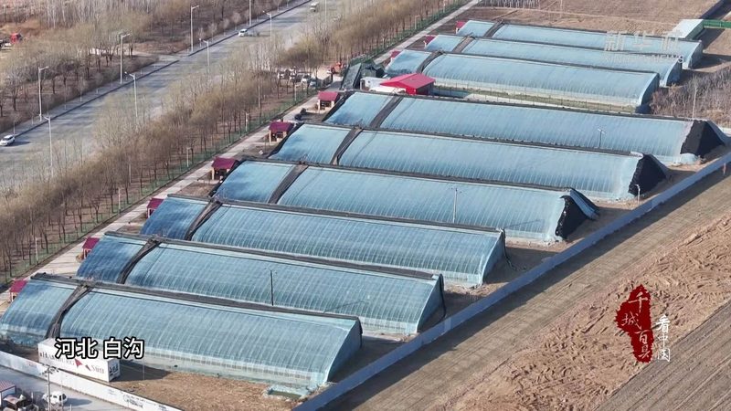 绿色食品生产：杭州模式揭秘与注意事项